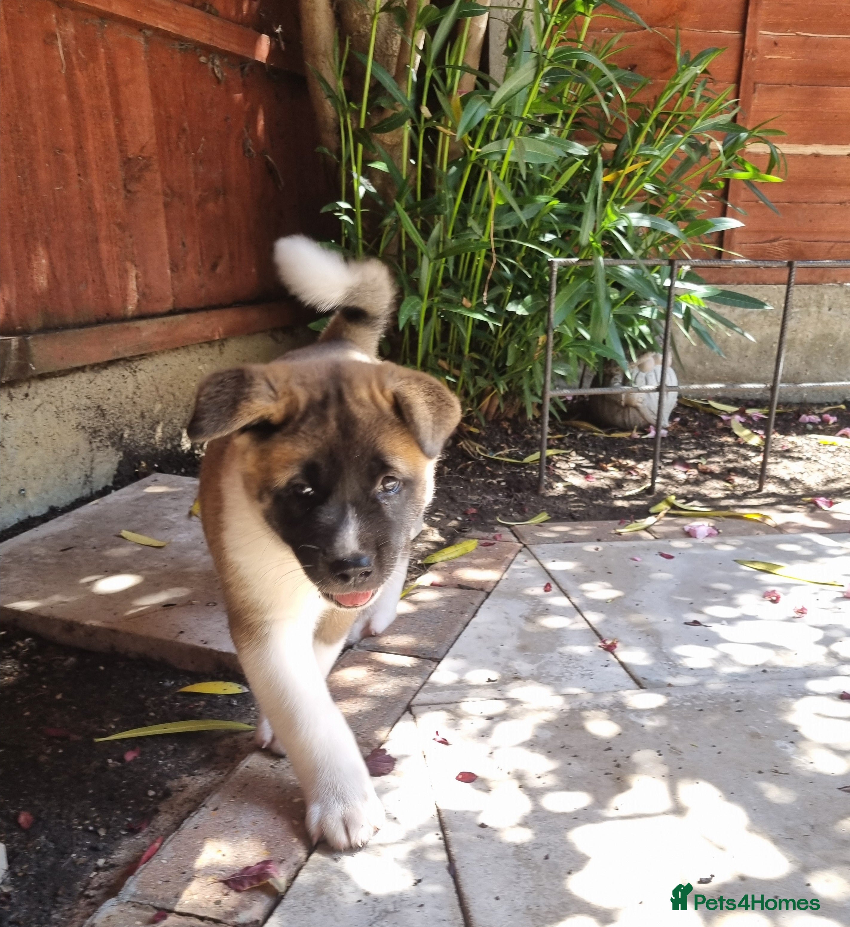 Akita dogs Pure breed American Akita puppies for sale - Advert 1