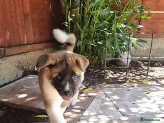 Akita dogs Pure breed American Akita puppies for sale - Advert 5