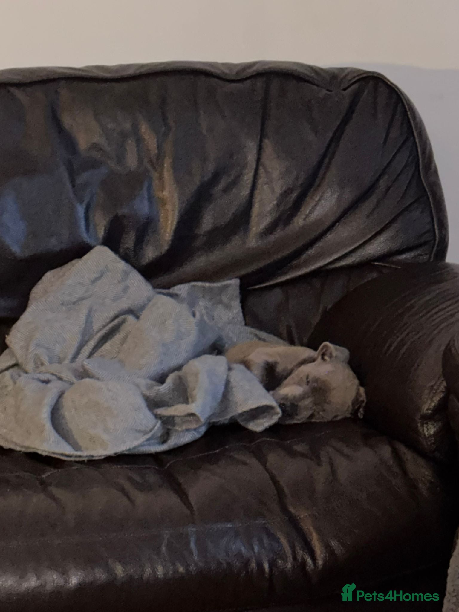 Staffordshire Bull Terrier dogs for sale: Last girl to go.  - Advert 3