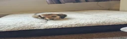 Miniature Dachshund dogs for sale: Gorgeous Long Haired Cream Miniature Dachshunds - Advert 13