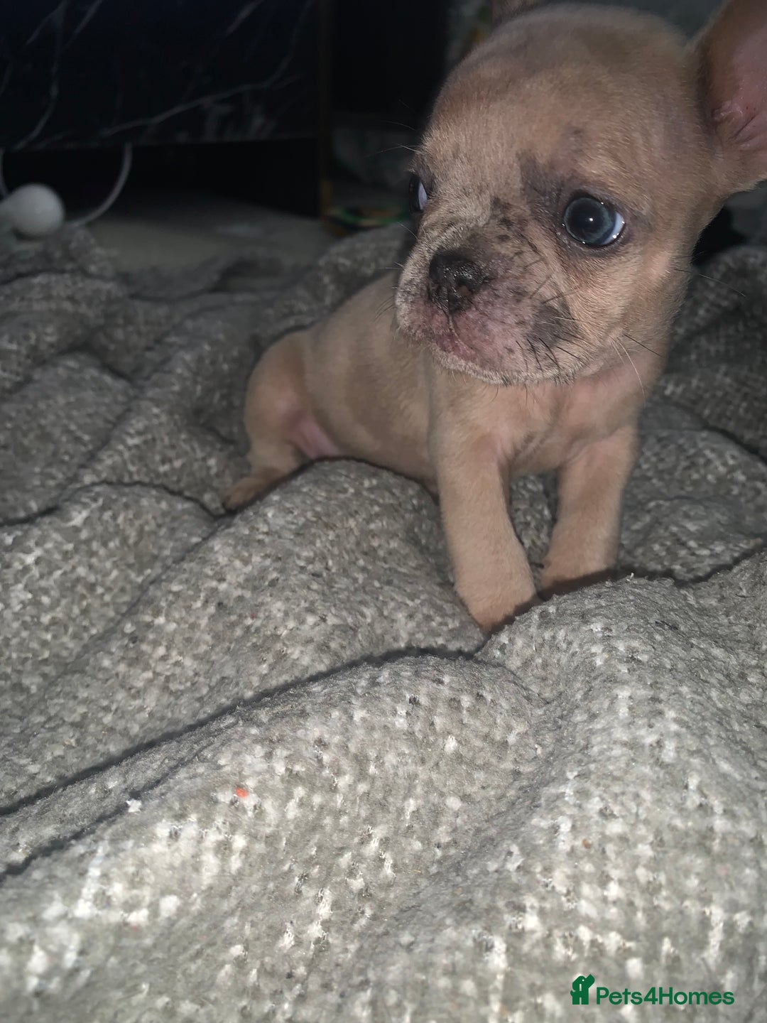 French Bulldog dogs for sale: REDUCED!!🥰Ready SOON 🐾 French bulldog puppies - Image 9