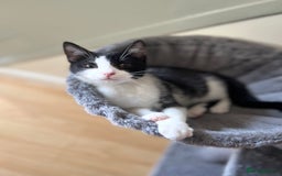 British Longhair cats for sale: Last ones of the litter  - Advert 9