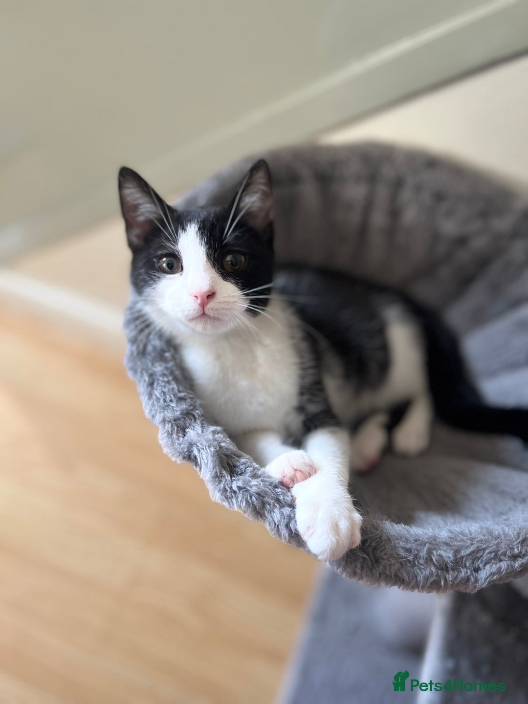 British Longhair cats for sale: Last ones of the litter  - Advert 9