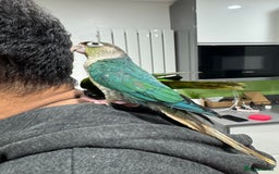 Lorikeets birds for sale: Hand fed baby conures for sale rare breed - Image 21