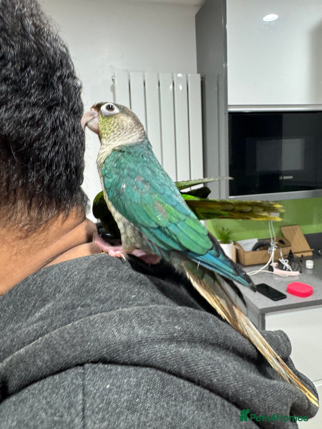 Lorikeets birds for sale: Hand fed baby conures for sale rare breed - Image 21