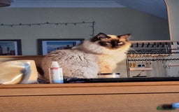 Ragdoll cats for stud: Ollie - Ragdoll Stud Available - Playful & Loving - Image 2