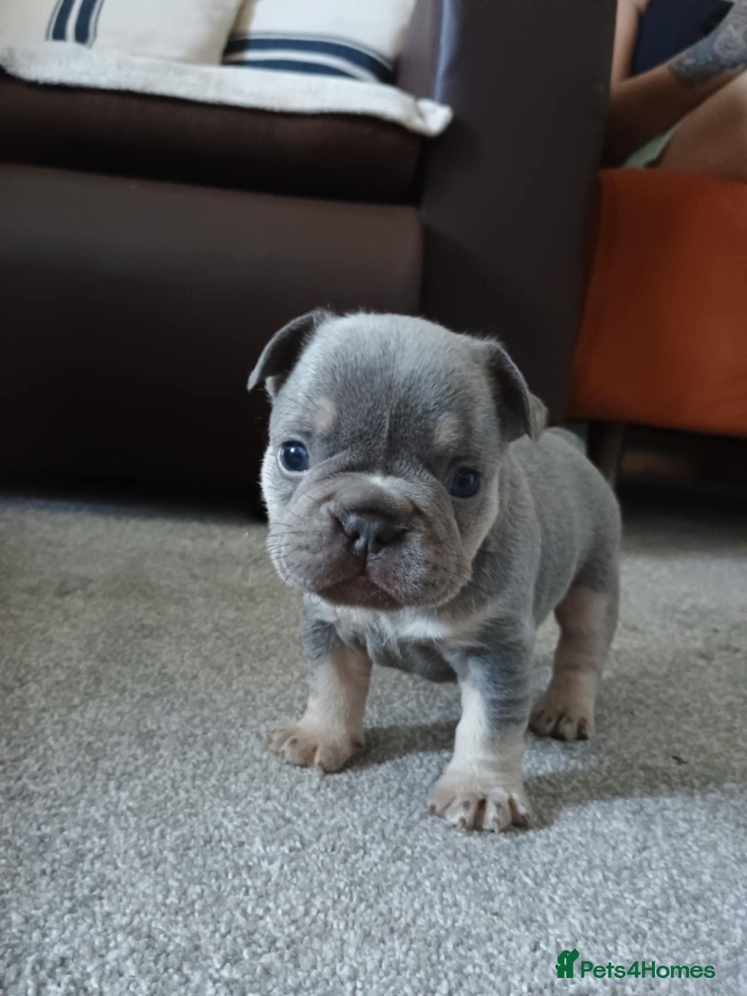French Bulldog dogs for sale: French bulldog Izabella  - Image 9