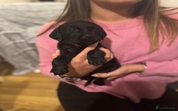 Labrador Retriever dogs for sale: Outstanding Litter of KC registered Labradors  - Image 9