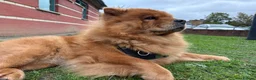Chow Chow dogs for sale: Beautiful Chow Chow  in London - Advert 5