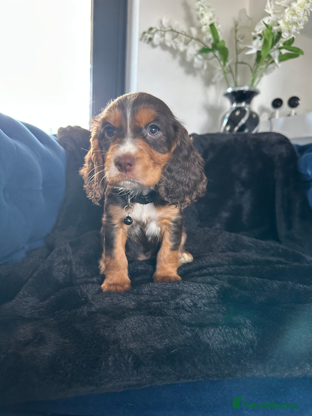 Cocker Spaniel dogs for sale: BEAUTIFUL LITTER OF TRICOLOURED COCKER SPANIELS  - Image 8