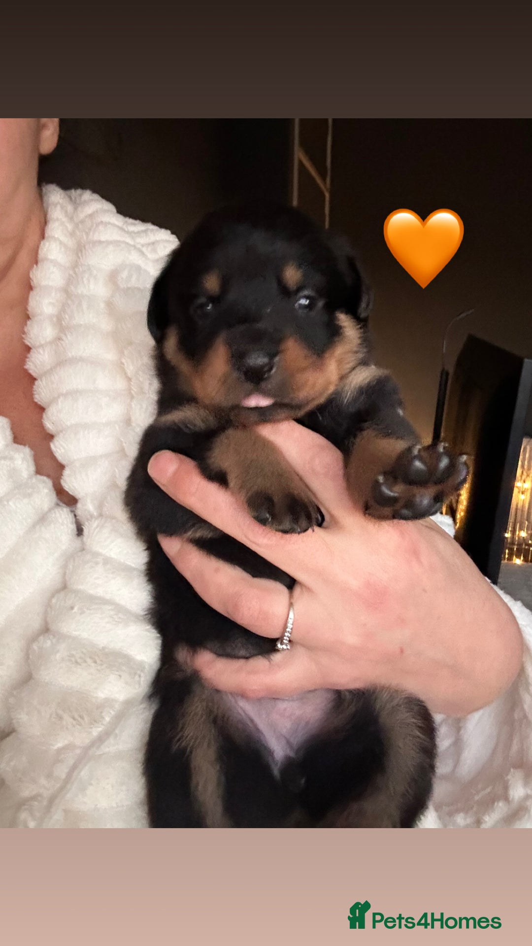 Rottweiler dogs for sale: Beautiful Rottweiler pups  - Image 18