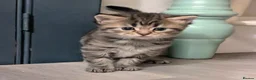 Mixed Breed cats for sale: VERY FRIENDLY AND WELL HANDLED KITTENS in Minehead - Advert 8