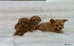 Maltipoo dogs for sale: 🐩Korean Maltipoo🐩 - Image 14