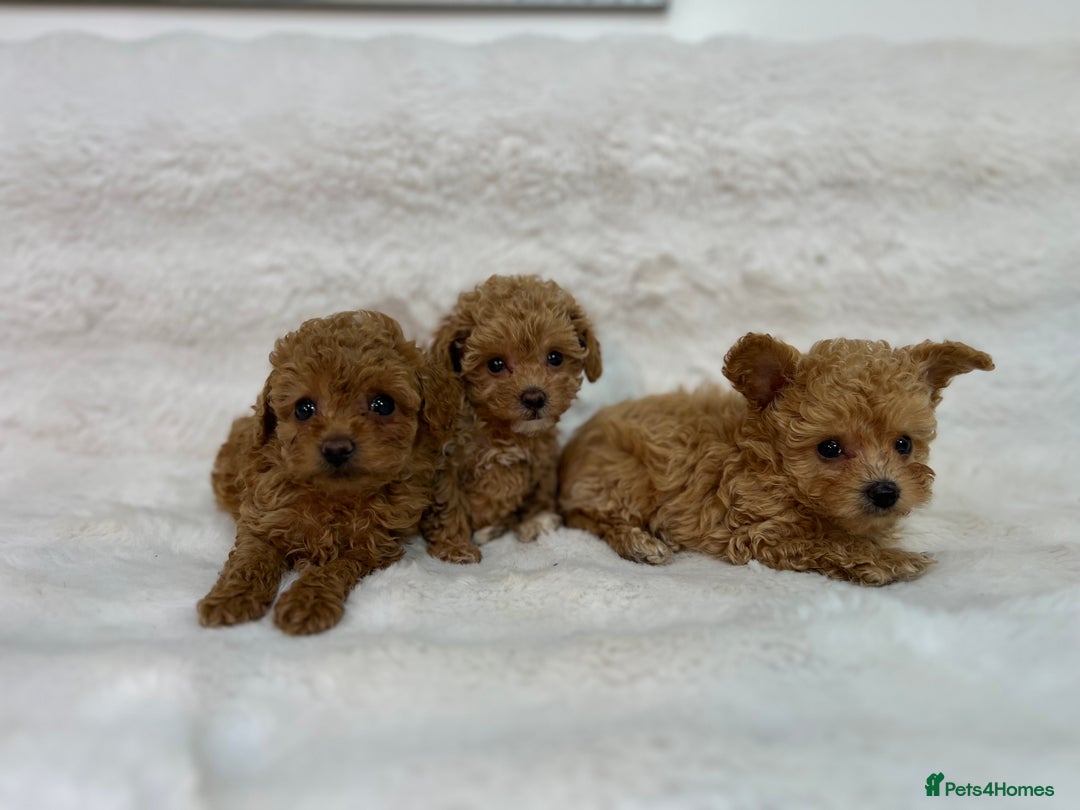 Maltipoo dogs for sale: 🐩Korean Maltipoo🐩 - Image 14