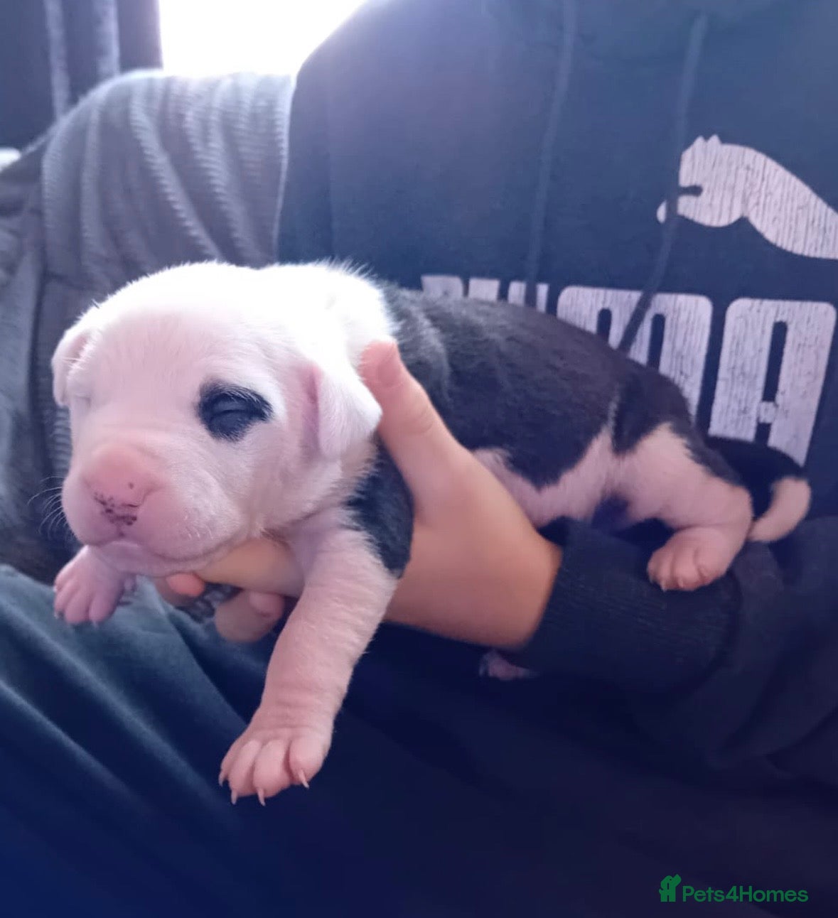 Staffordshire Bull Terrier dogs Staffordshire bull terrier pups - Advert 1