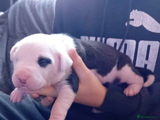 Staffordshire Bull Terrier dogs Staffordshire bull terrier pups - Advert 9