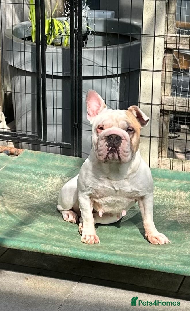 French Bulldog dogs French Bulldog Pair - Advert 1