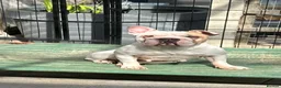 French Bulldog dogs for sale: French Bulldog Pair - Advert 1