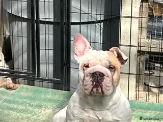 French Bulldog dogs French Bulldog Pair - Advert 3