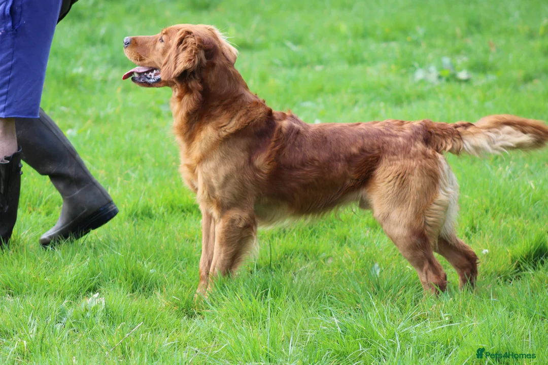 Golden Retriever dogs for stud: EXTENSIVELY health tested with excellent results! in Newark - Advert 8