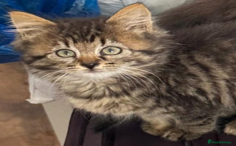 Siberian cats - Advert 1