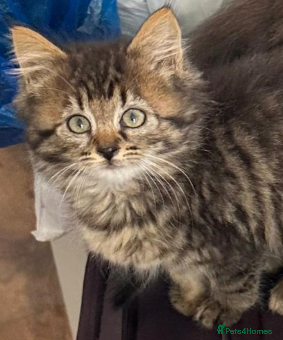 Siberian cats for sale: Fluffy little heart-stealer - Image 1