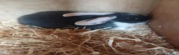 Dwarf Lop rabbits for sale: French lops - Advert 3