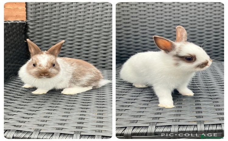 Netherland Dwarf rabbits - Advert 3