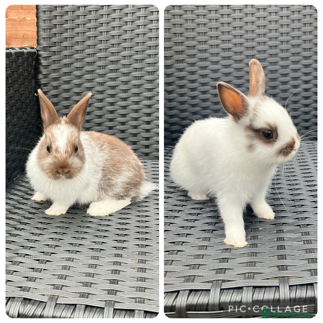 Netherland Dwarf rabbits for sale: Beautiful Netherland dwarfs - Image 1