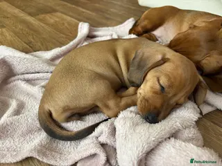 Miniature Dachshund dogs Miniature dachshund shaded red girl - Advert 13