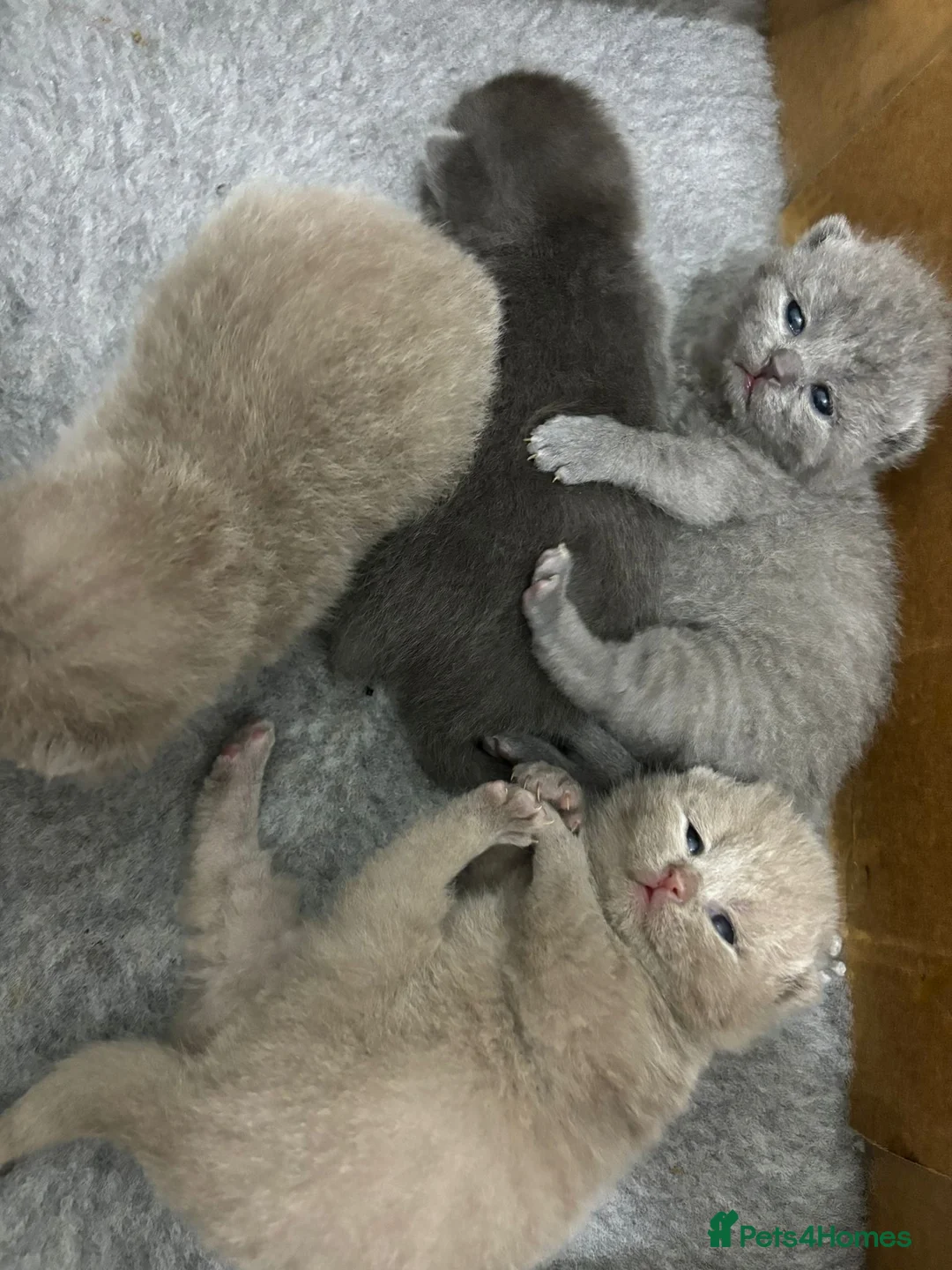 British Shorthair cats for stud: GCCF Active BLUE BOY for stud 💙 in Bexleyheath - Advert 19