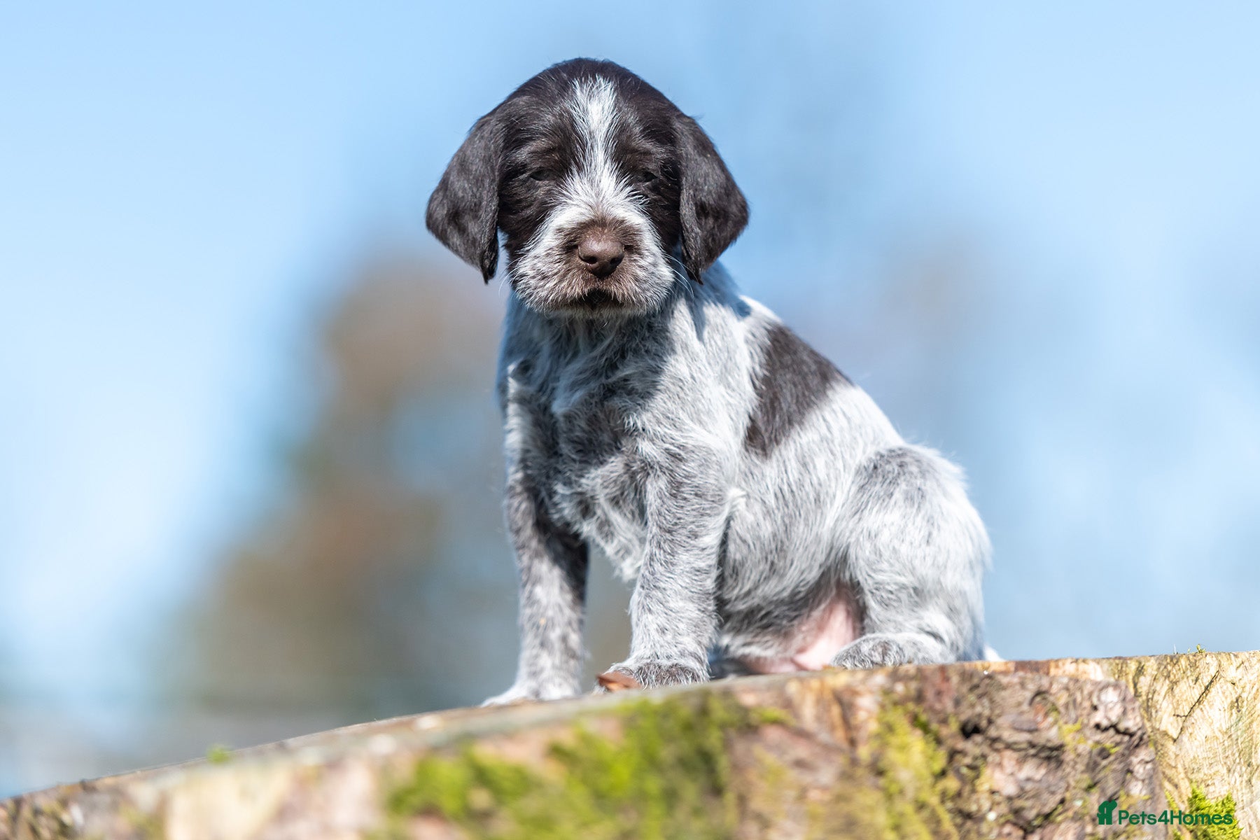 German Wirehaired Pointer dogs HEALTH CHECKED + 1ST VACC GIVEN. KC REG GWP PUPS - Advert 1