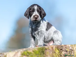 German Wirehaired Pointer dogs HEALTH CHECKED + 1ST VACC GIVEN. KC REG GWP PUPS - Advert 5
