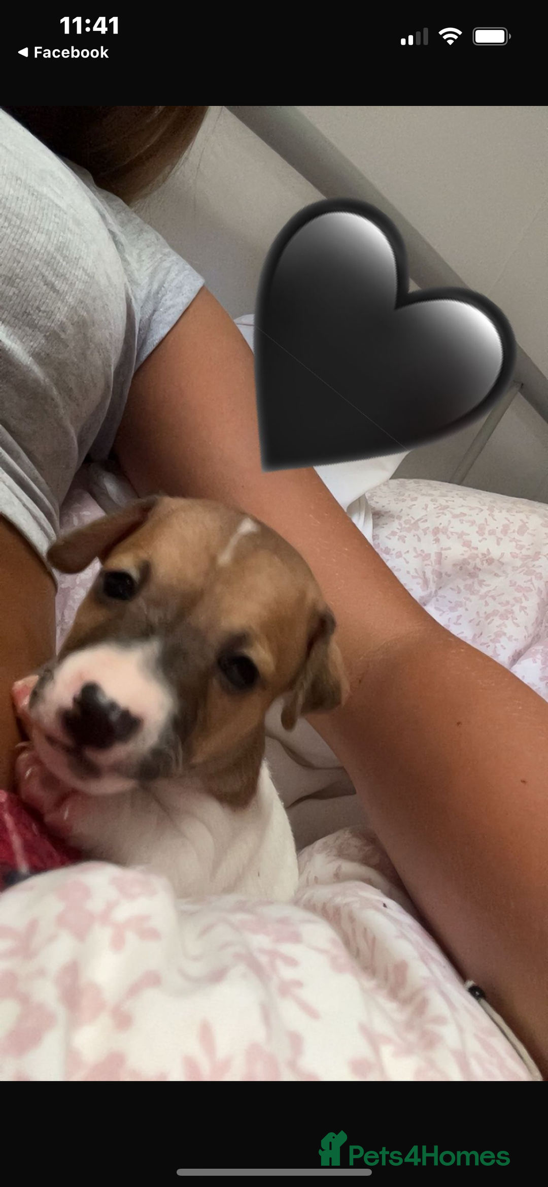 Jack Russell dogs for sale: 5 beautiful jack russel pups  - Image 5