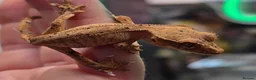 Gecko reptiles for sale: Crested gecko and set up  in Huddersfield - Advert 2