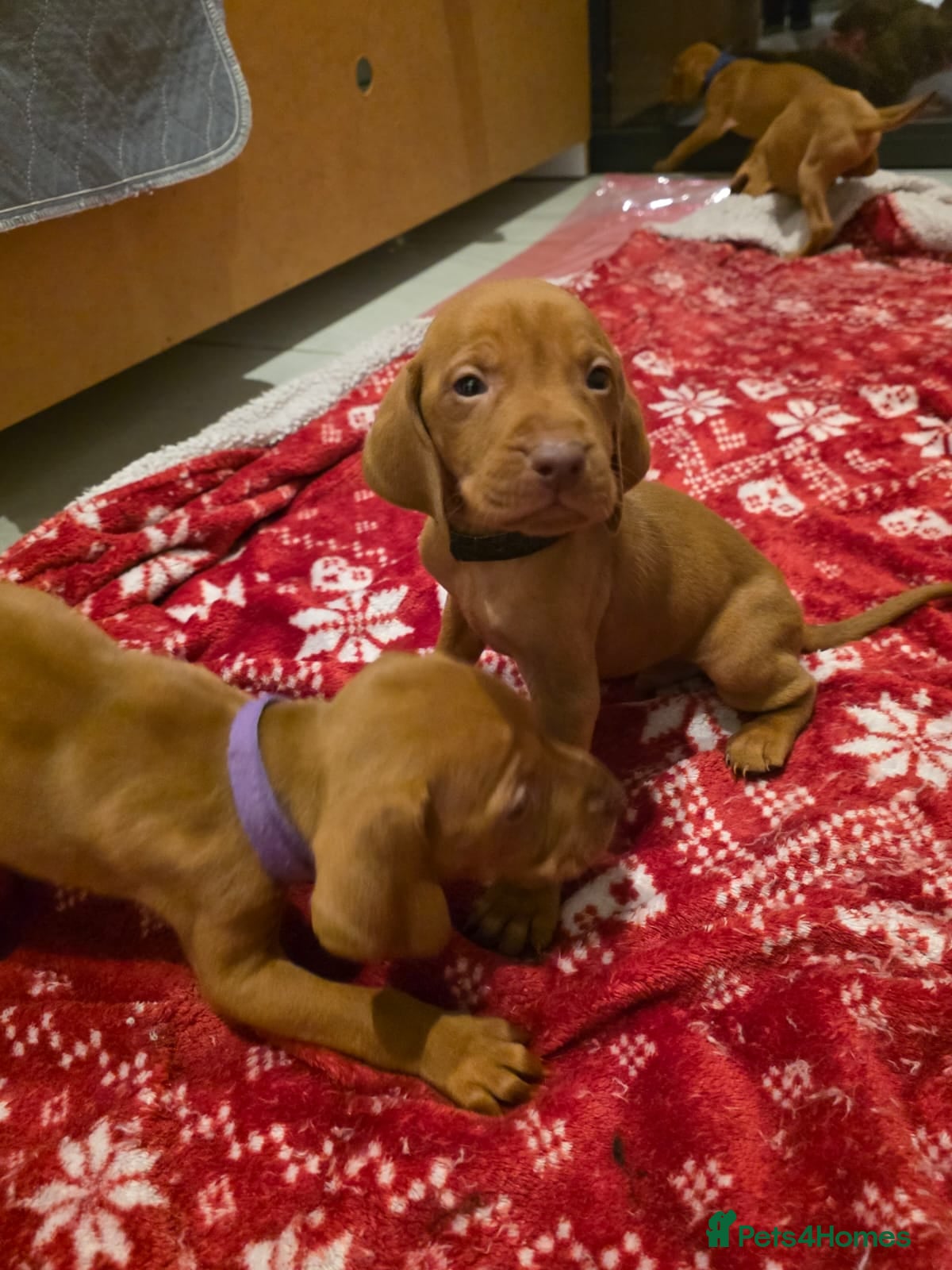 Hungarian Vizsla dogs Hungarian Vizsla Puppies Looking forForever Homes! - Advert 8