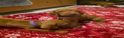 Hungarian Vizsla dogs for sale: Hungarian Vizsla Puppies Looking forForever Homes! - Advert 10