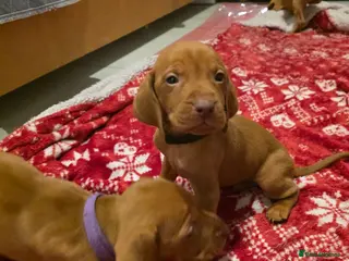 Hungarian Vizsla dogs Hungarian Vizsla Puppies Looking forForever Homes! - Advert 8