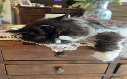 Persian cats for stud: GCCF grandchampion proven stud  - Image 3