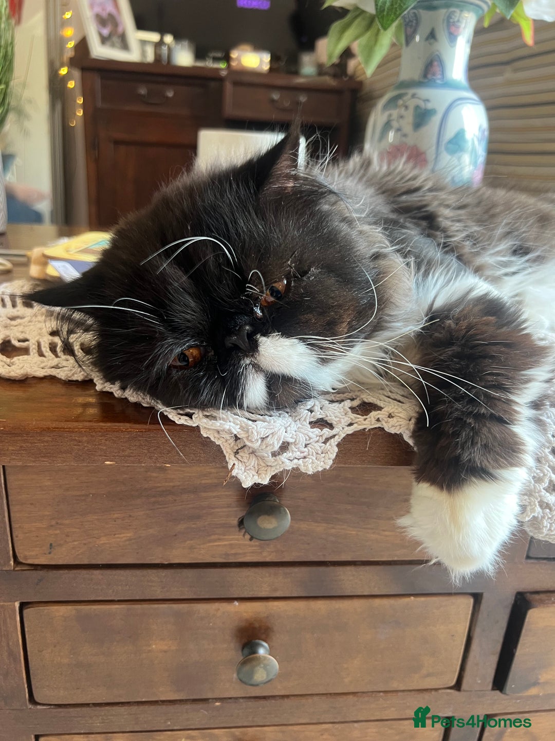 Persian cats for stud: GCCF grandchampion proven stud  - Image 3