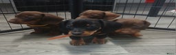 Dachshund dogs for sale: Dachshund puppies  - Advert 2