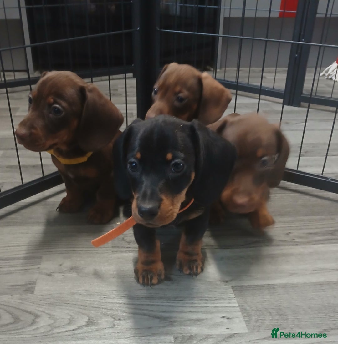 Dachshund dogs for sale: Dachshund puppies  - Advert 2