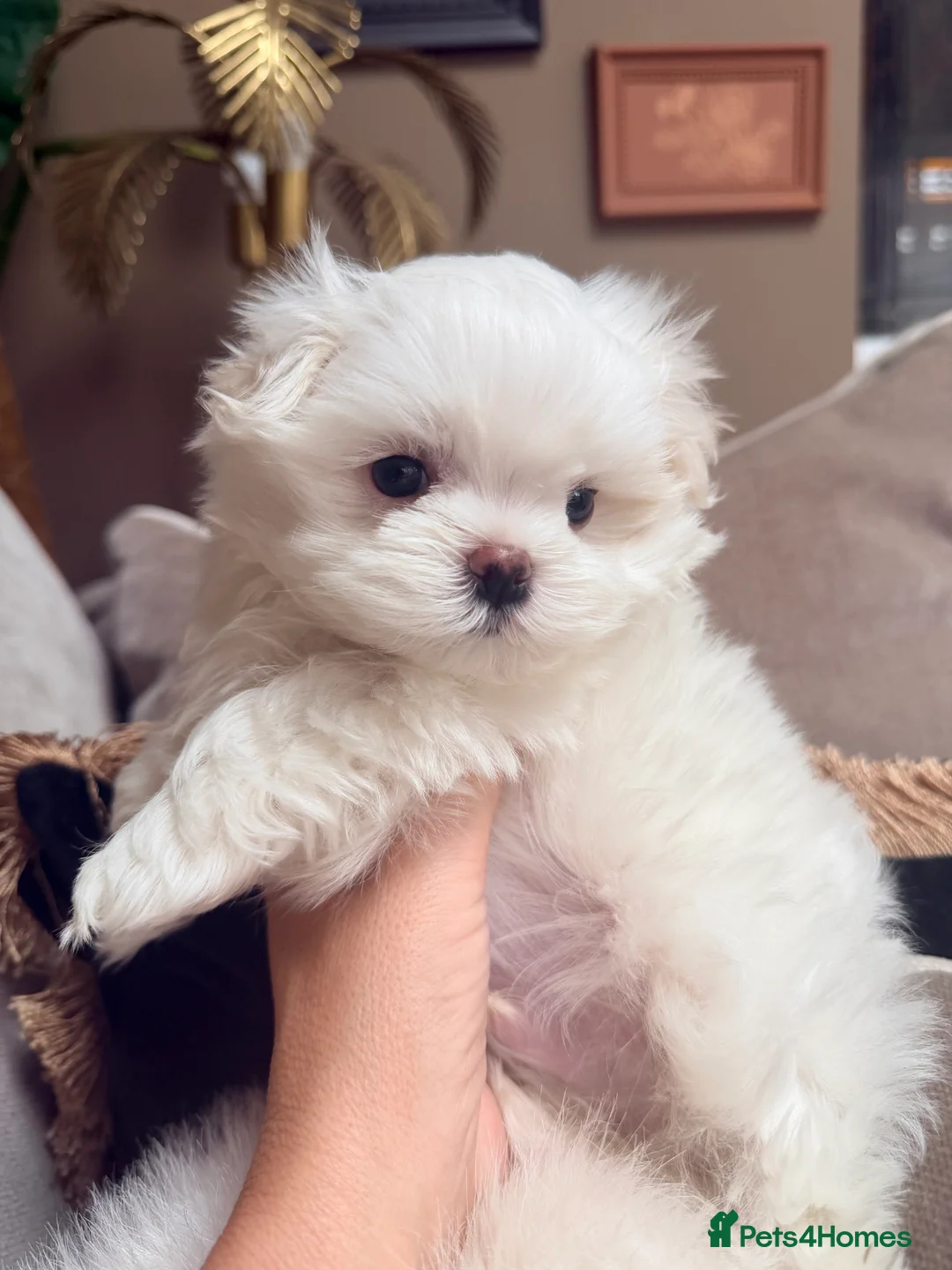 Maltese dogs for sale: Bambelina Full Korean Bloodline Maltese - Advert 16