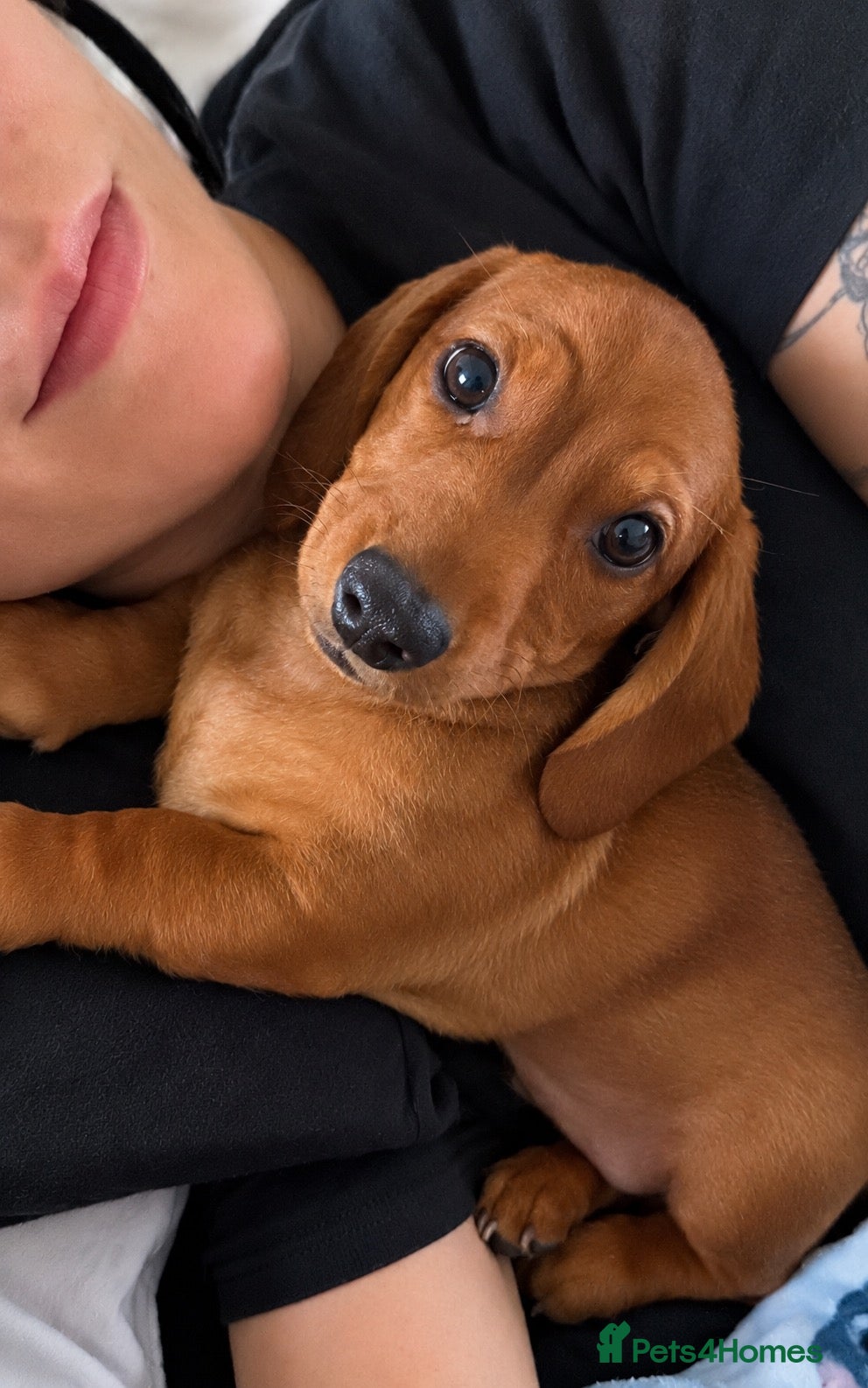 Miniature Dachshund dogs 2boys left**Beautiful KC miniature dachshund - Advert 3