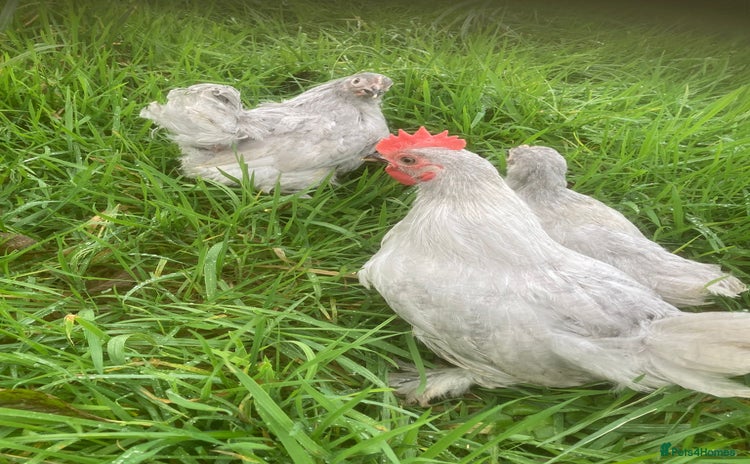 Chickens poultry - Advert 1