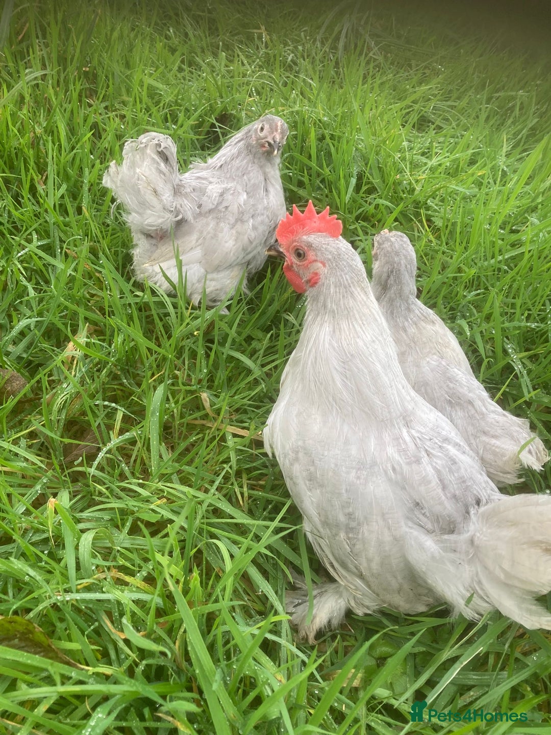 Chickens poultry for sale: Lavender pekins Rhode Island Red - Image 1