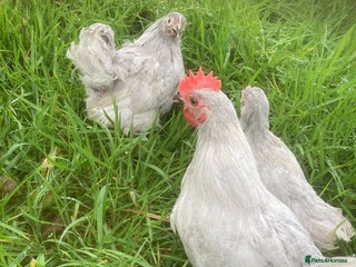 Chickens poultry - Advert 29