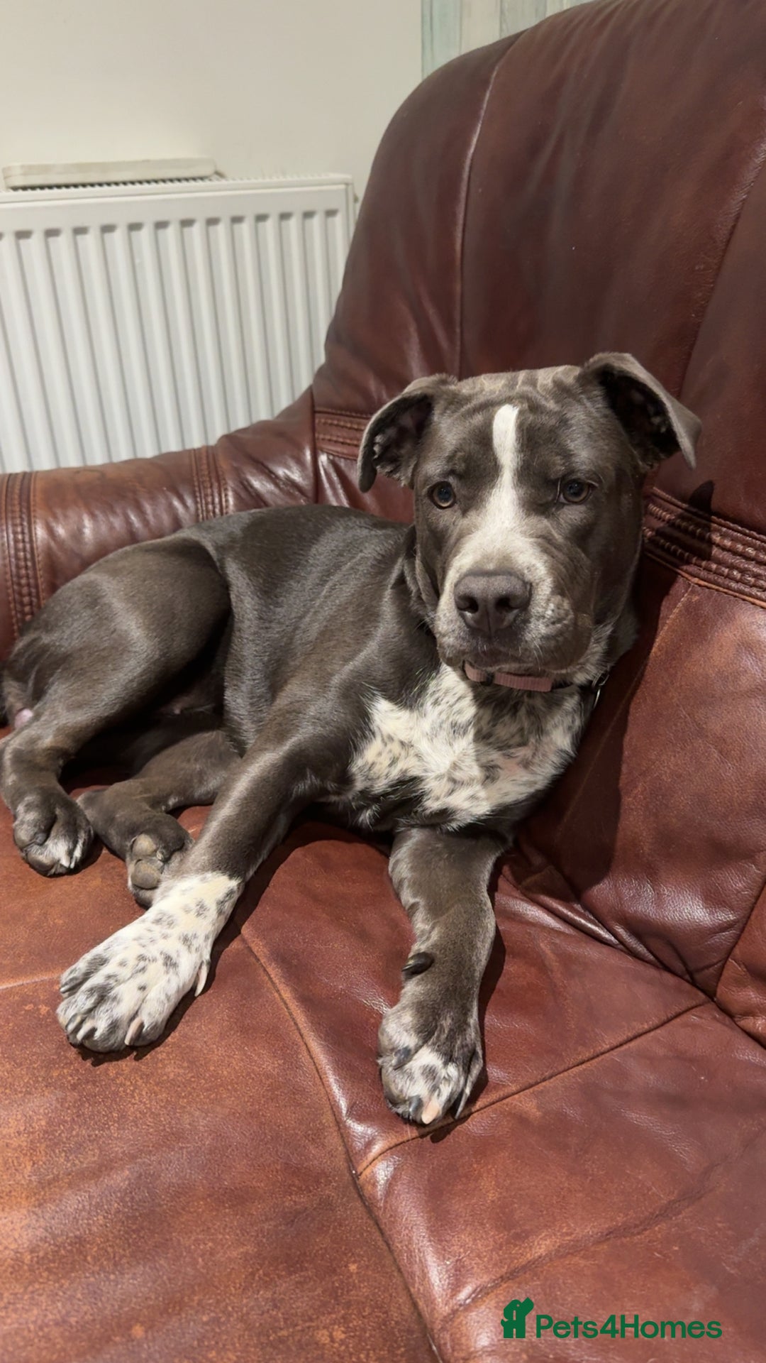 Mixed Breed dogs for sale: Bulldog x Staffie for rehoming.  - Image 21