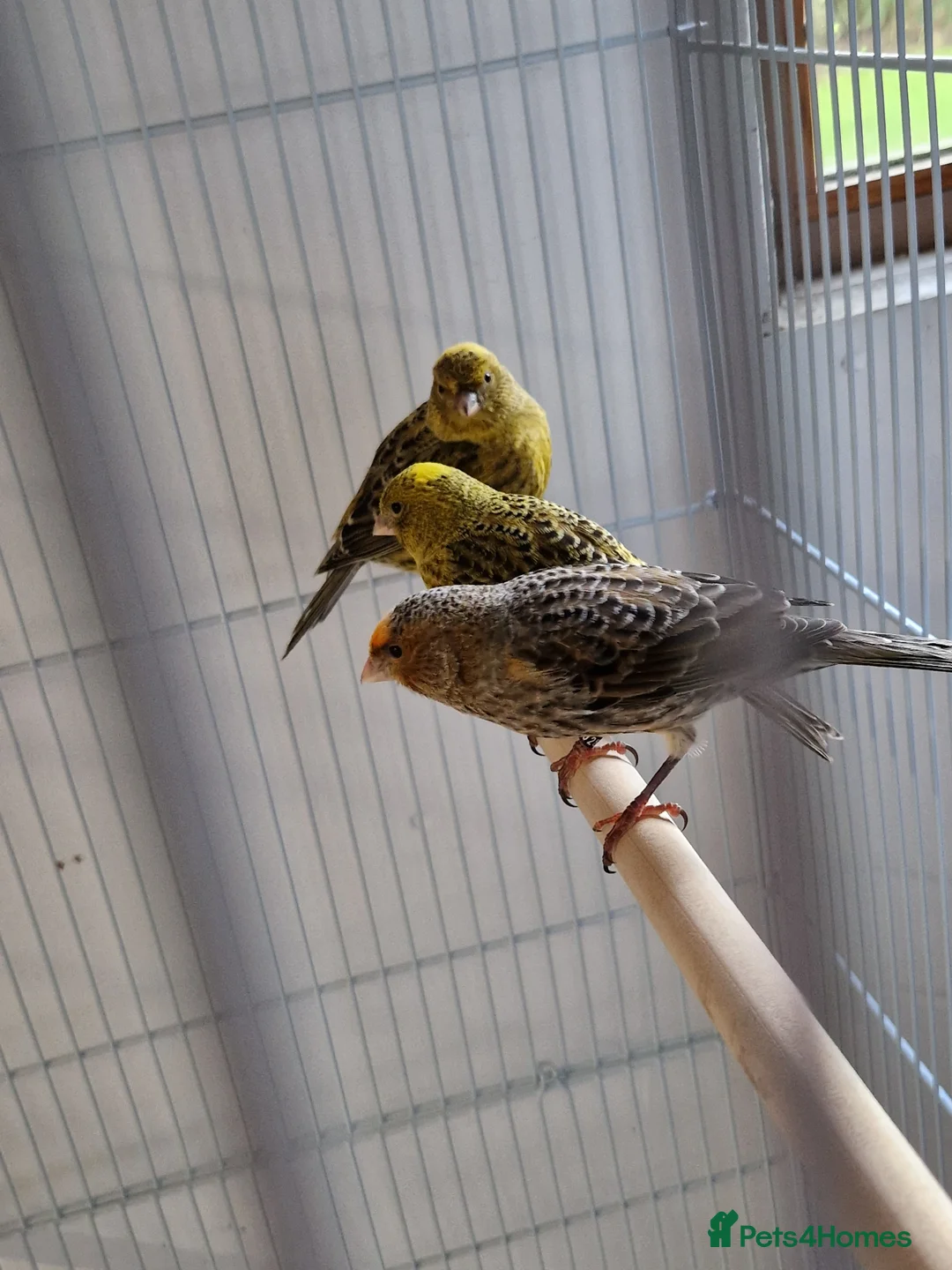Canaries birds for sale: Fife + Opal Agage + Lizard Canaries - Advert 17