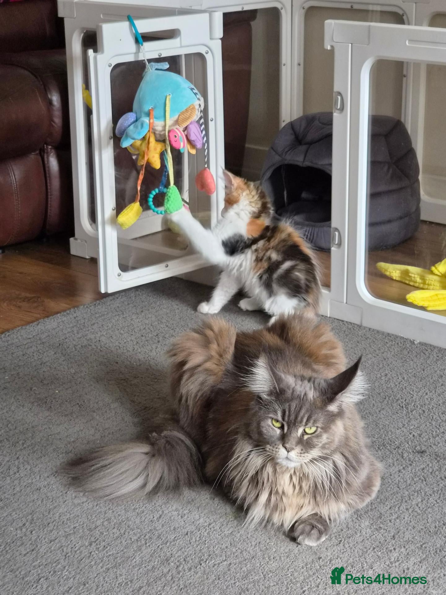 Maine Coon cats Beautiful Mainecoon kittens  - Advert 12